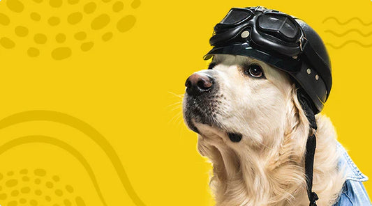 The Ultimate Guide to Pet Training