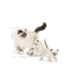 Royal Canin Mother & Baby Dry Cat Food, Meat Flavor, 2000G, 1 Count